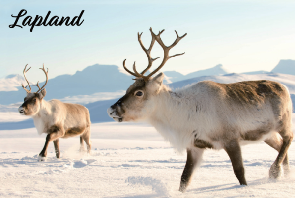 Giftis Lapland poro levymagneetti