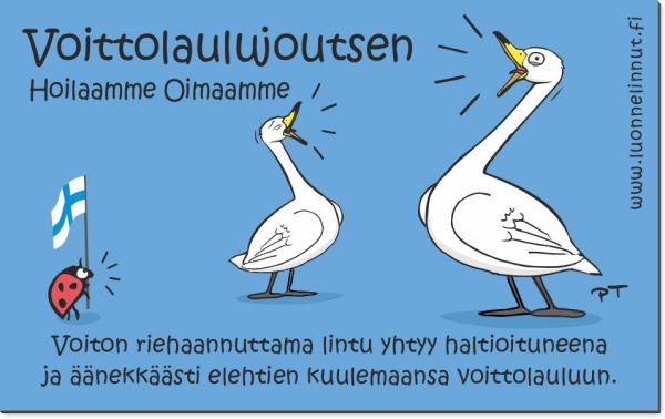 Luonnelinnut Voittolaulujoutsen magneetti