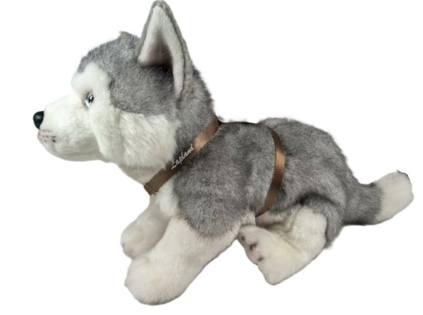 Vivantti husky sinisilmä-2